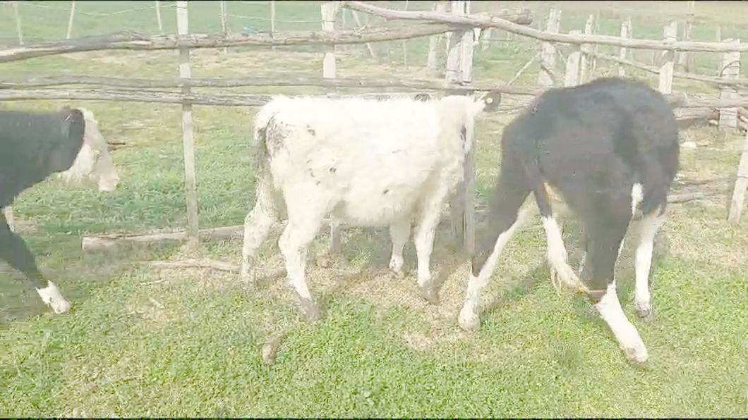 Lote 5 Terneras Cruzas a remate en Aniversario 115 Años - Camy en Rodriguez