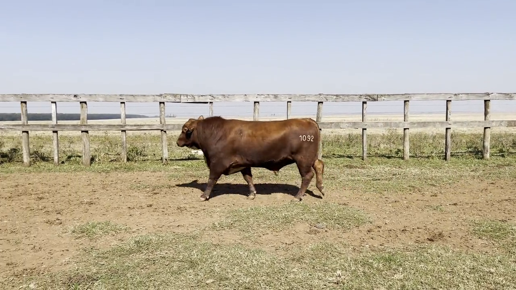 Lote TOROS BRANGUS, Cabaña "PIRIZAL"