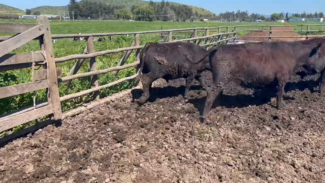 Lote 20 Novillo Gordo en Melipilla, Región Metropolitana