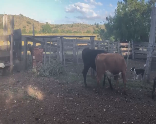 Lote 14 Novillos en Lavalleja