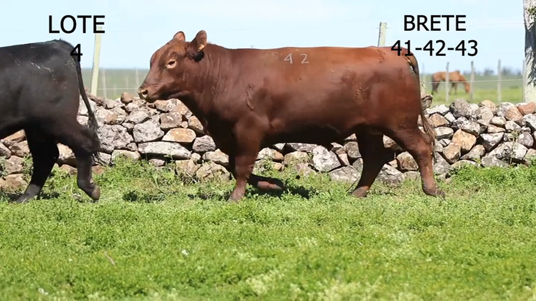 Lote 3 Toros Angus a remate en 6° remate anual de Santa Ines 2023, Artigas