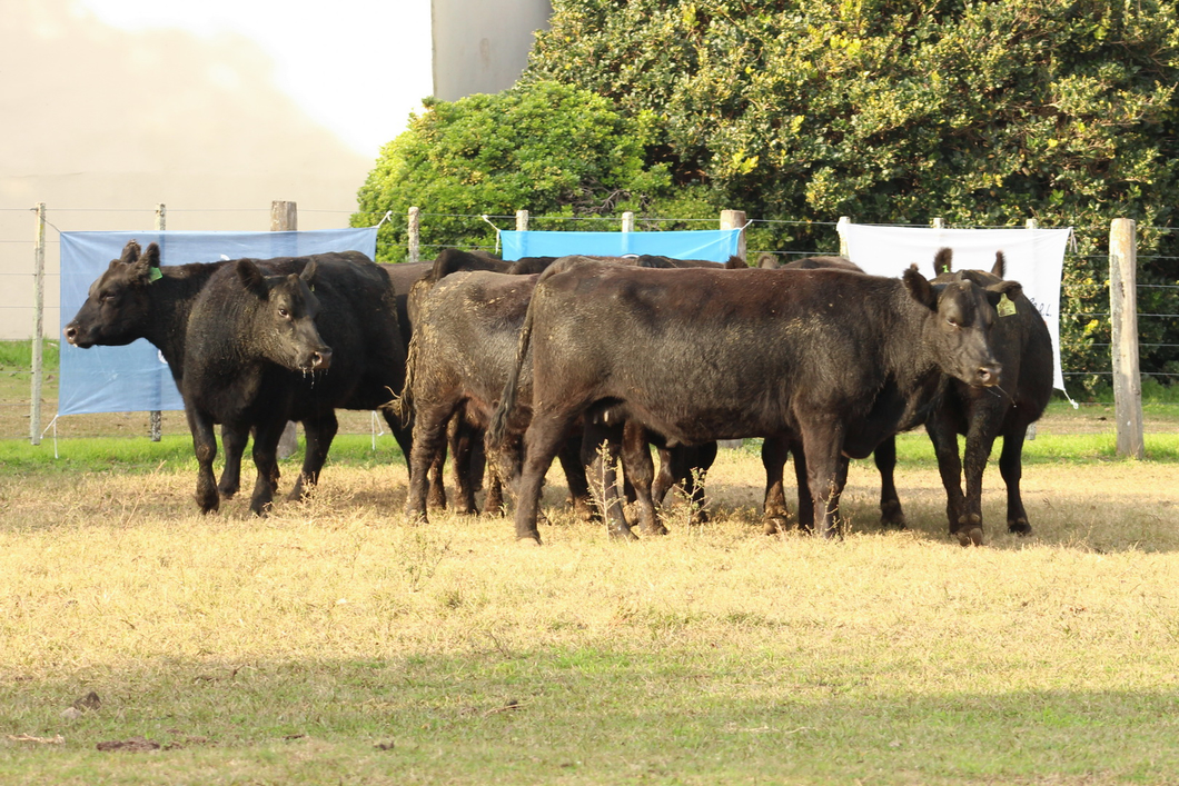 Lote CABAÑA COEMBOTÁ: 9 VACAS PC PREÑADAS