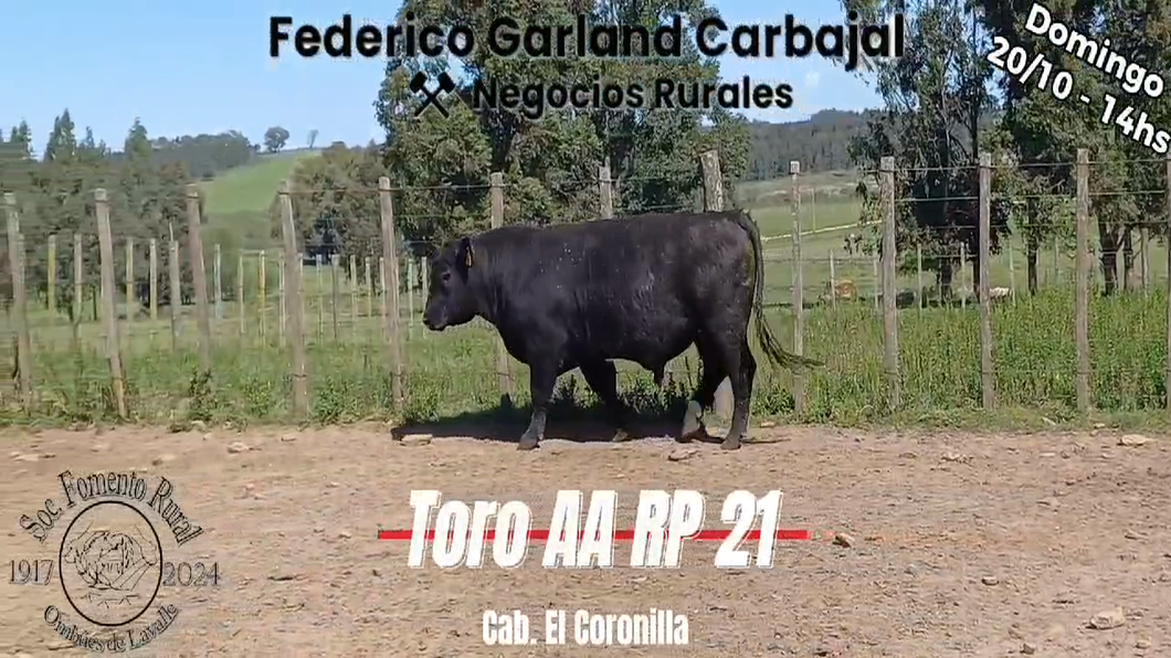 Lote TORO PI ANGUS a remate en Expo Ombues en OMBUES DE LAVALLE