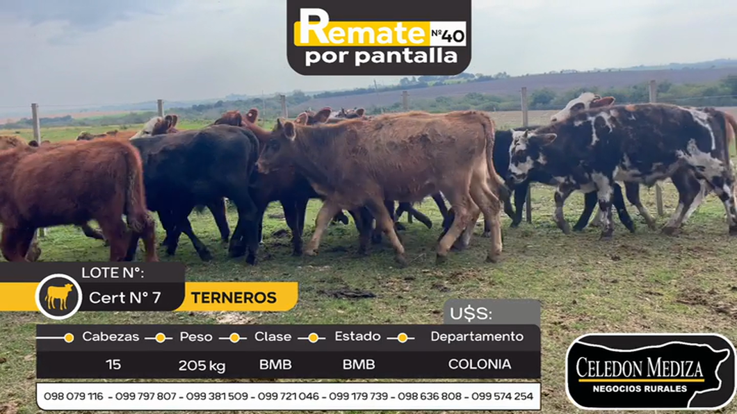 Lote 15 Terneros en Colonia