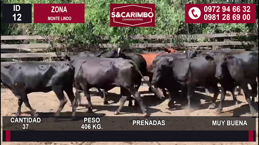 Lote 37 Preñadas