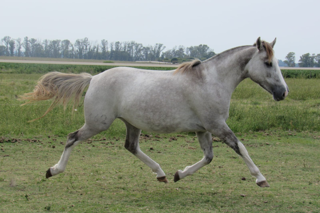 Lote Viudita Don Miguel RP 462
