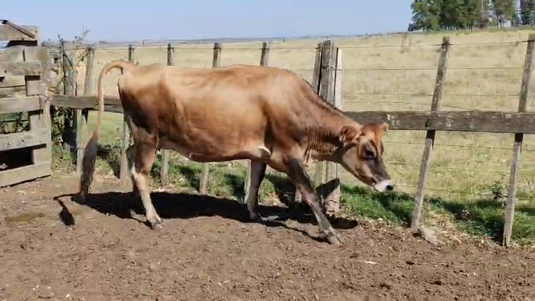 Lote Vaquillonas  400kg - , San José