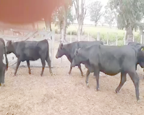 Lote 35 Vacas nuevas en Eduardo Castex, La Pampa