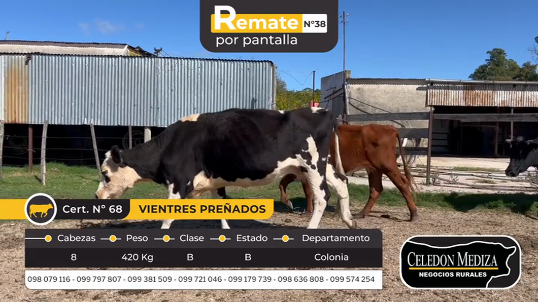 Lote 8 Vientres Preñados en Tarariras, Colonia