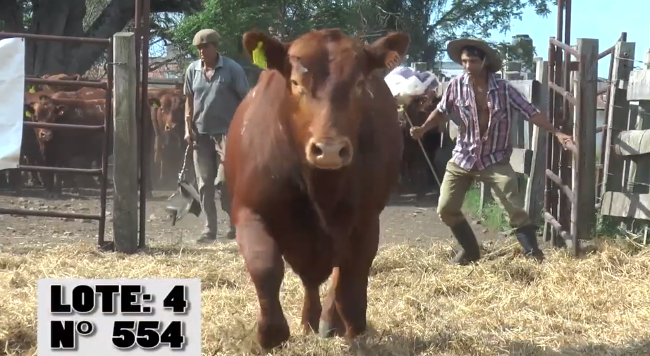 Lote 3 Toros a remate en Remate La Empastada , Artigas