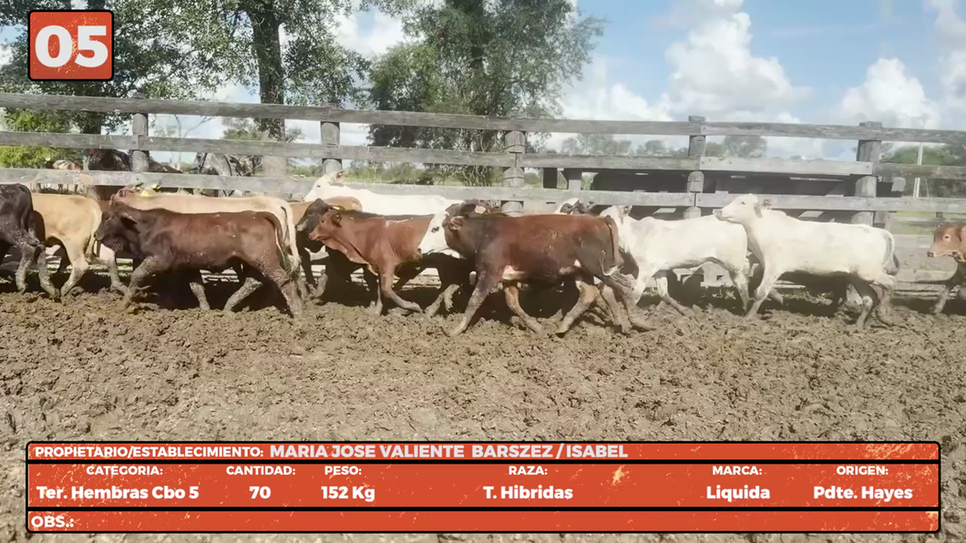 Lote LOTE 5