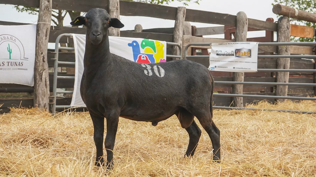 Lote SANTA INES MACHO