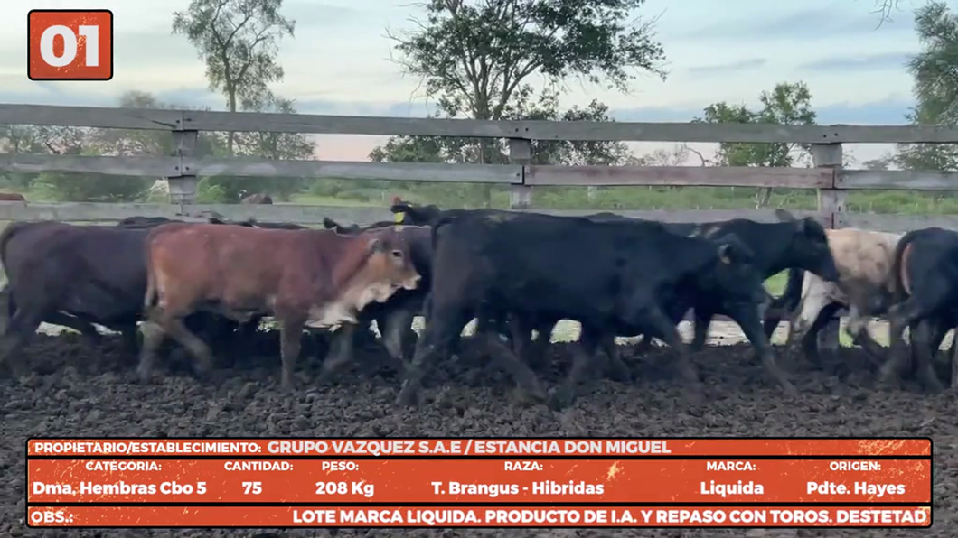 Lote LOTE 1