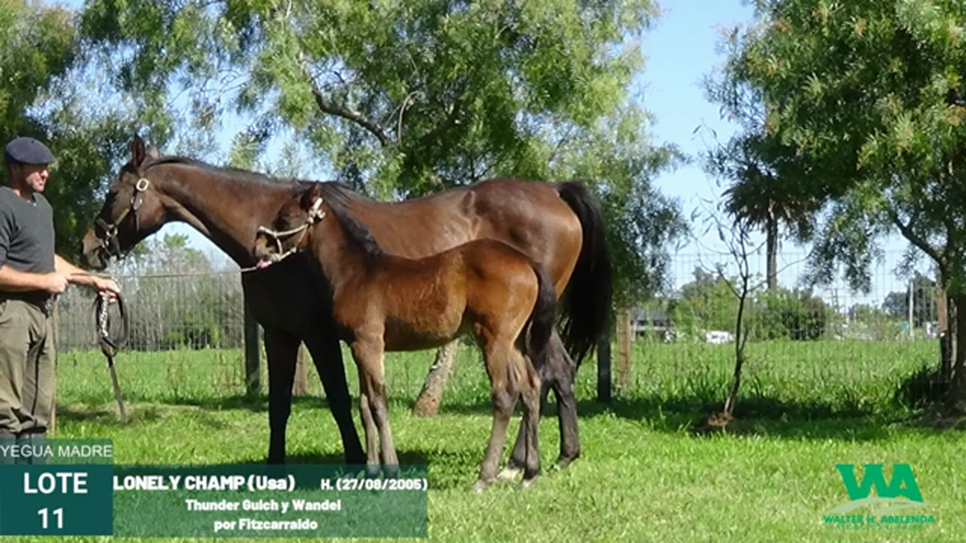 Lote LONELY CHAMP (Usa)