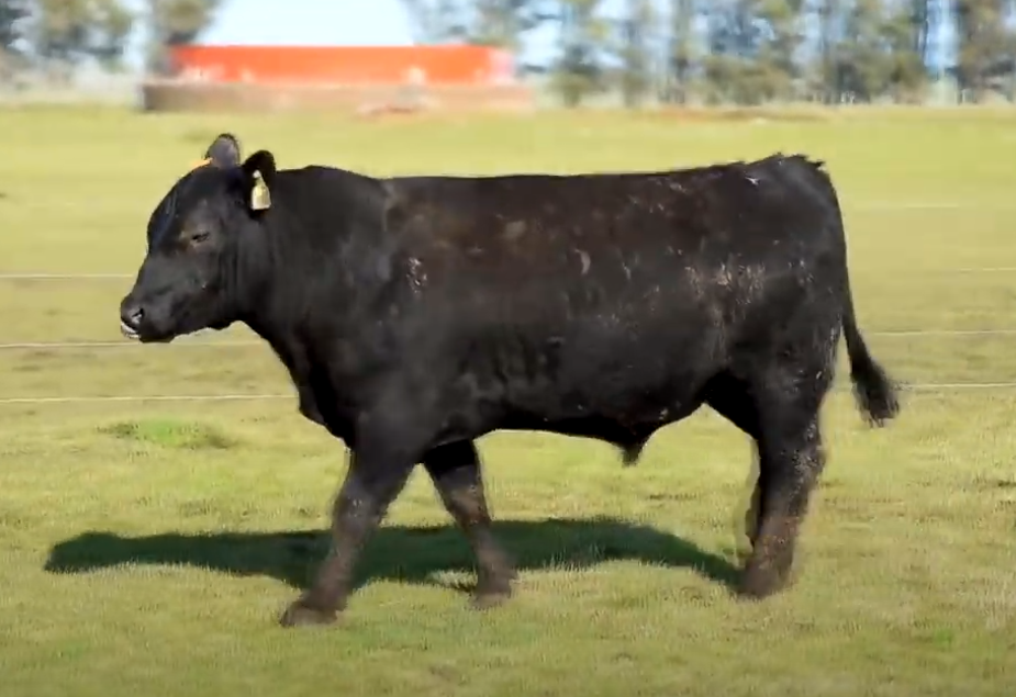 Lote 3 Toros PPI años