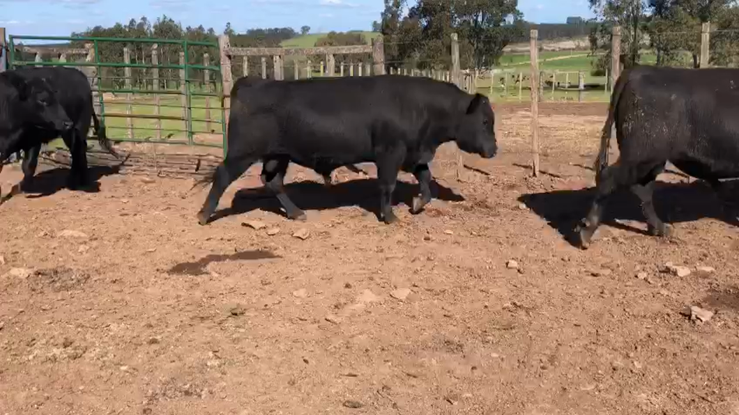 Lote 3 Toros Aa a remate en Aniversario 115 Años - Camy 500kg -  en Coronilla