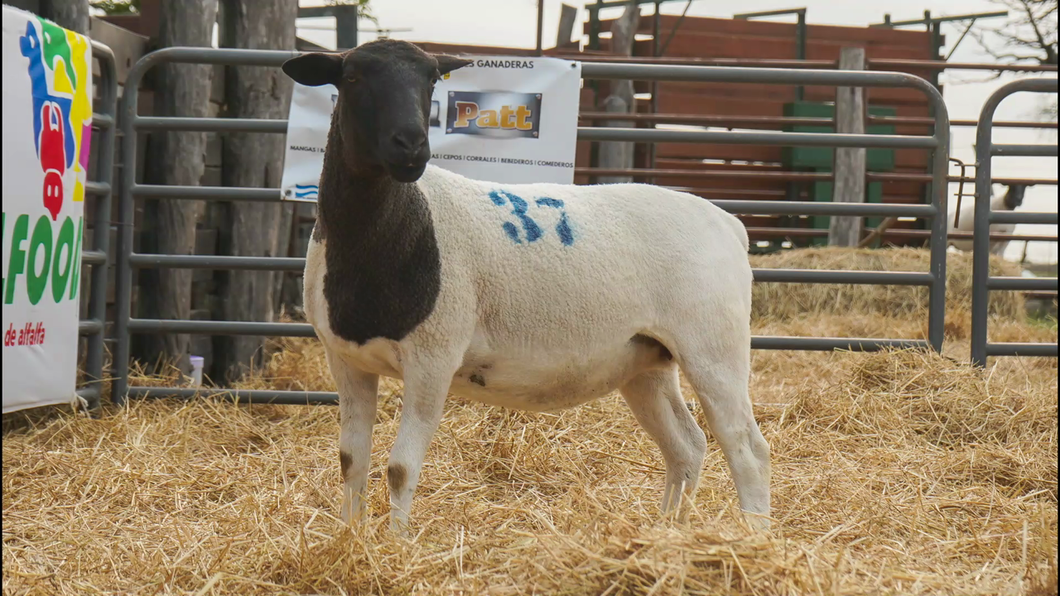 Lote DORPER HEMBRA