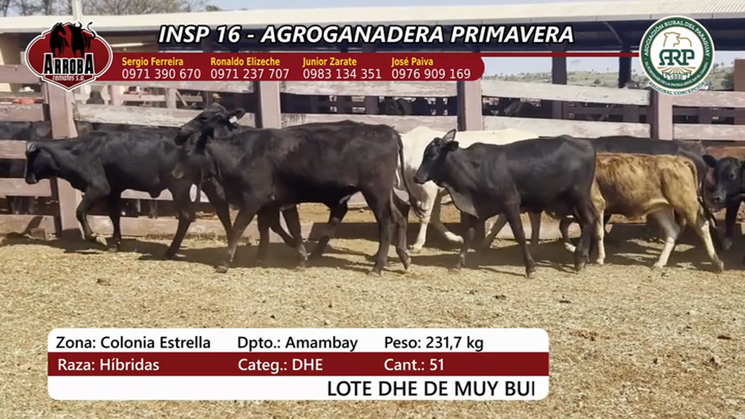 Lote Insp 16