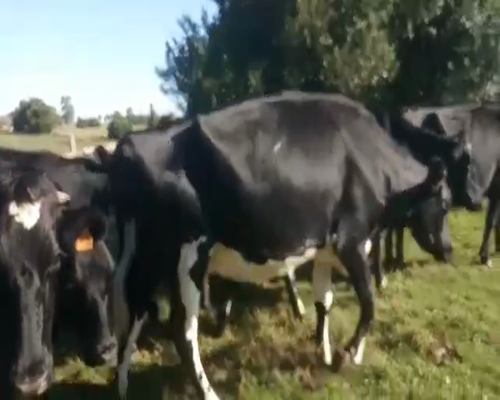Lote (Vendido)9 Vaca CRUZAS HOLANDO 500kg - , San José