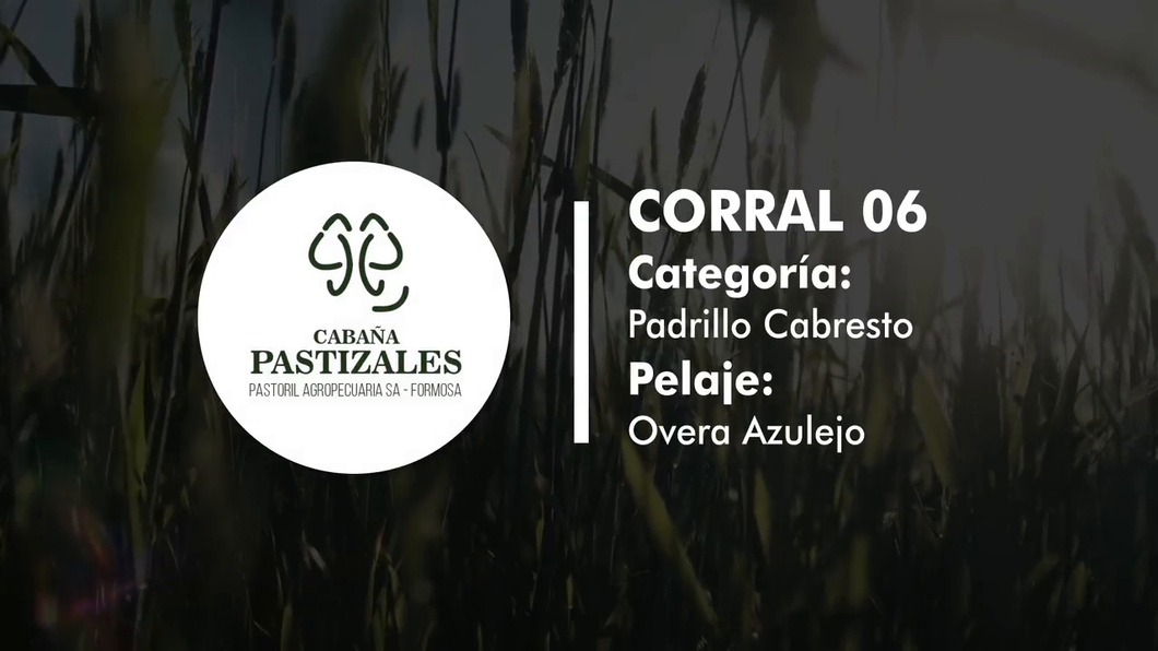 Lote PADRILLO