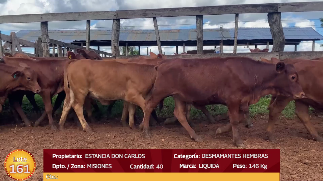Lote LOTE 161