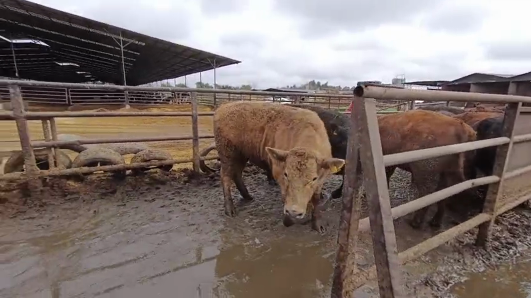 Lote 20 Novillo Gordo en Linares, VII  Región Maule