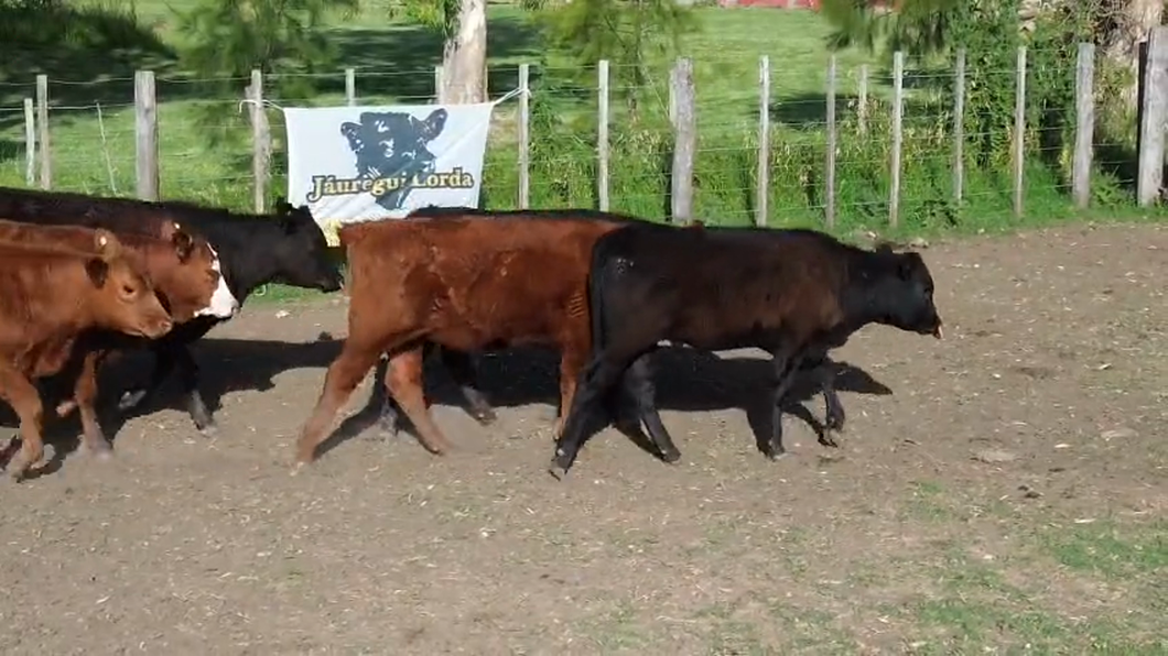 Lote 30 Terneras