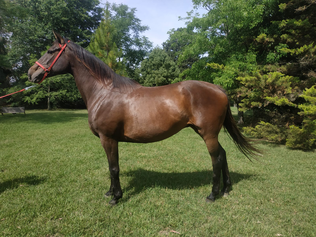 Lote DANCER HOPE