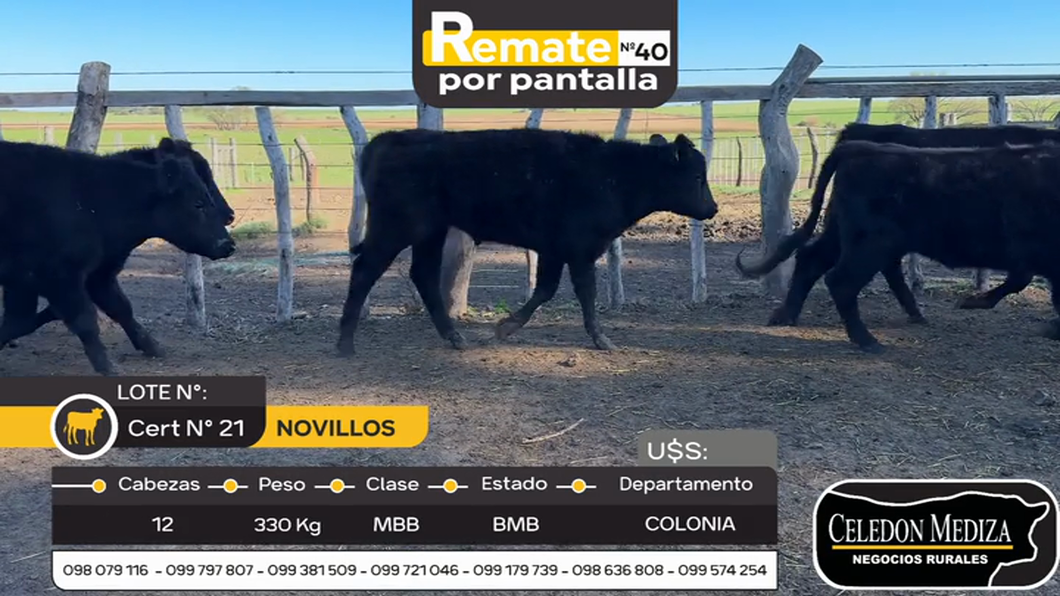 Lote 12 Novillos en La Horqueta, Colonia