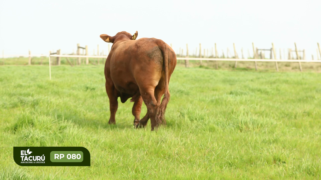 Lote Toros a remate en Subasta Virtual El Tacuru, Montevideo