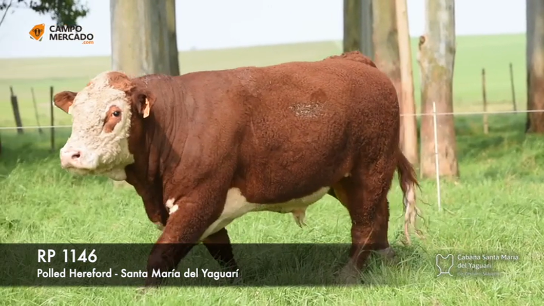 Lote (Vendido)Toros Hereford P.I a remate en Subasta Santa Maria del Yaguari, Tacuarembó