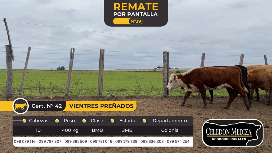 Lote 10 Vientres Preñados en La Horqueta, Colonia