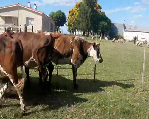 Lote (Vendido)7 Vacas de Invernada NORMANDO a remate en Pantalla Camy - Febrero 2022 600kg - , San José