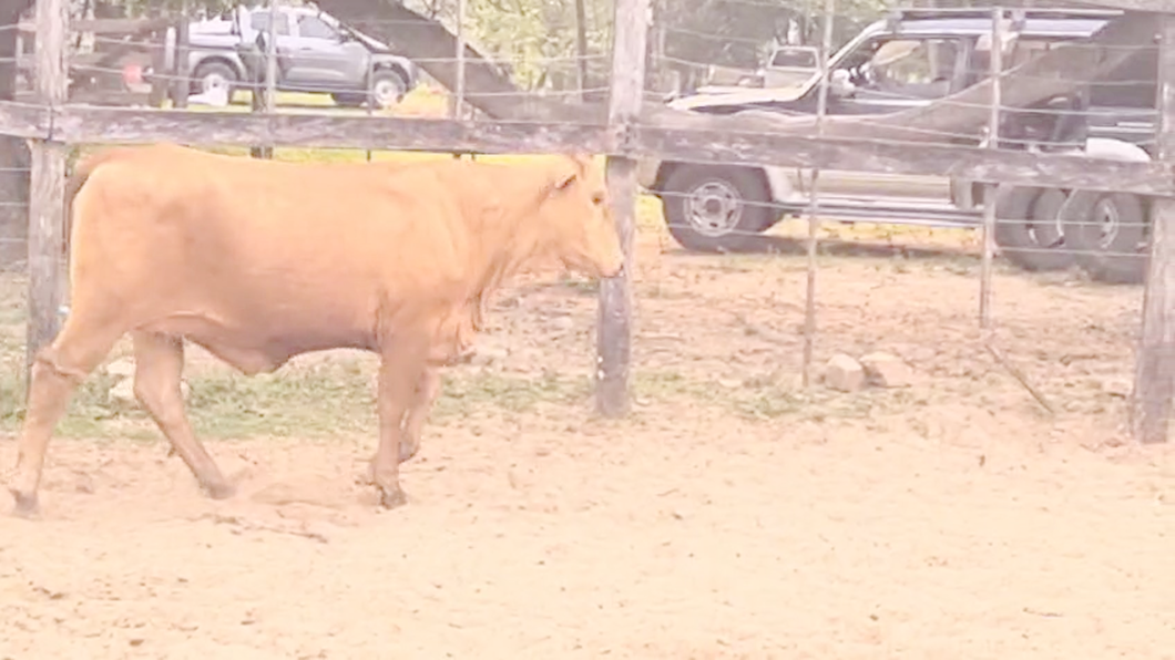 Lote Vaquillas Brangus a remate en Pantalla El Plantelaso 336kg -  en Cnel. Oviedo