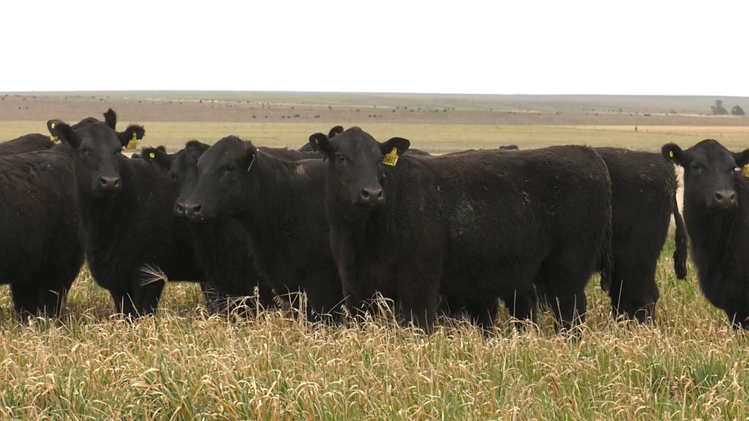 Lote VAQ. ANGUS NEGRAS P. CONTROLADAS C/GTÍA DE PREÑEZ