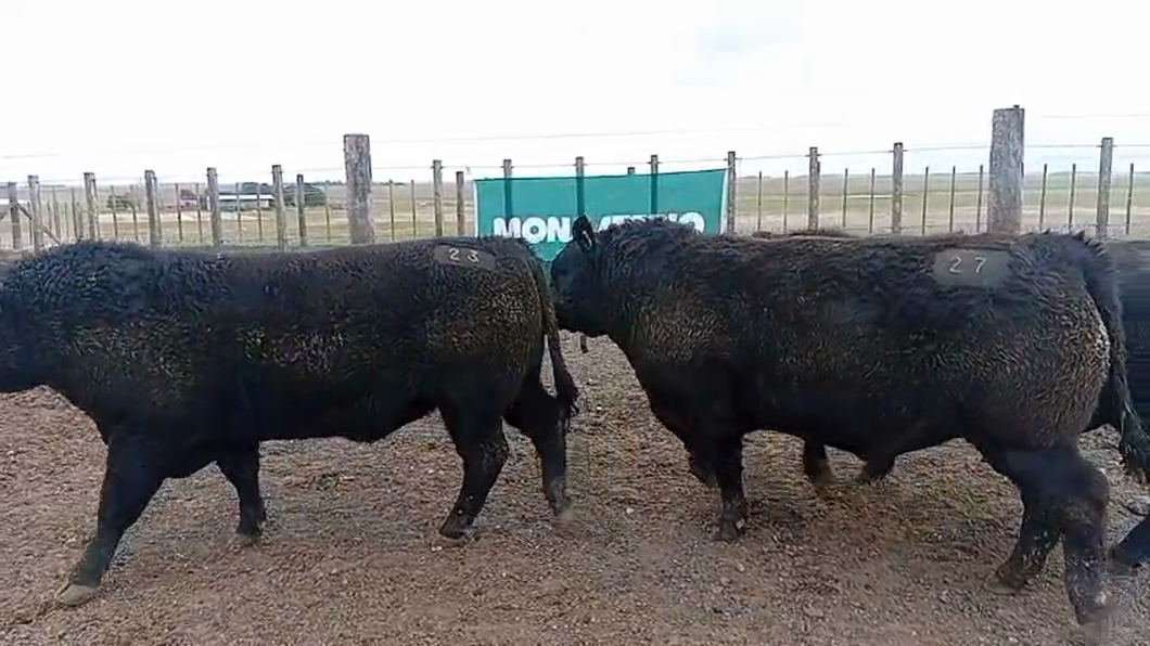 Lote Toros