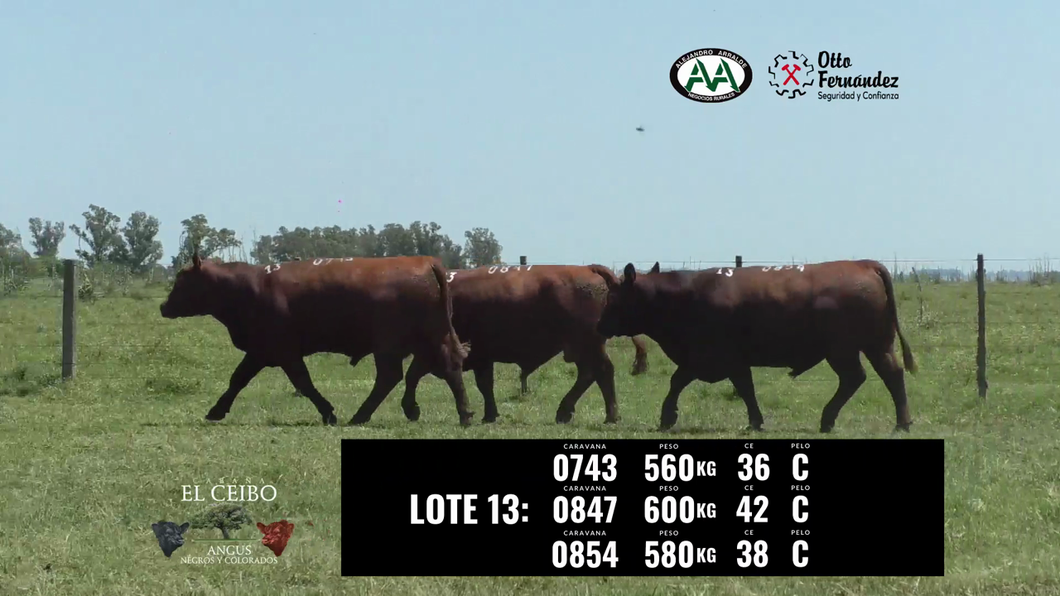 Lote 3 Toros a remate en El Ceibo - Angus, Artigas