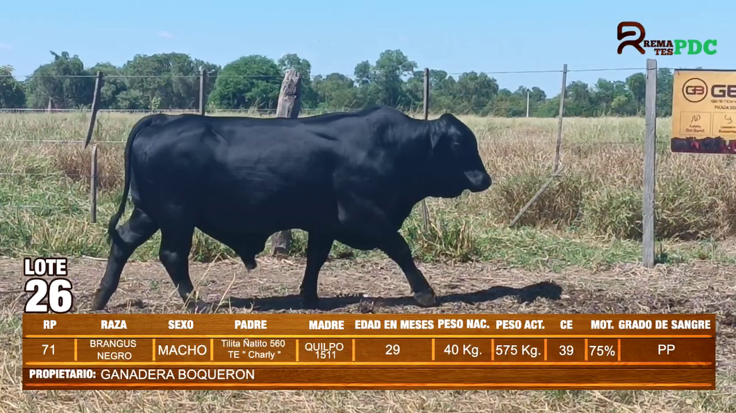 Lote TORO BRANGUS NEGRO - GANADERA BOQUERON