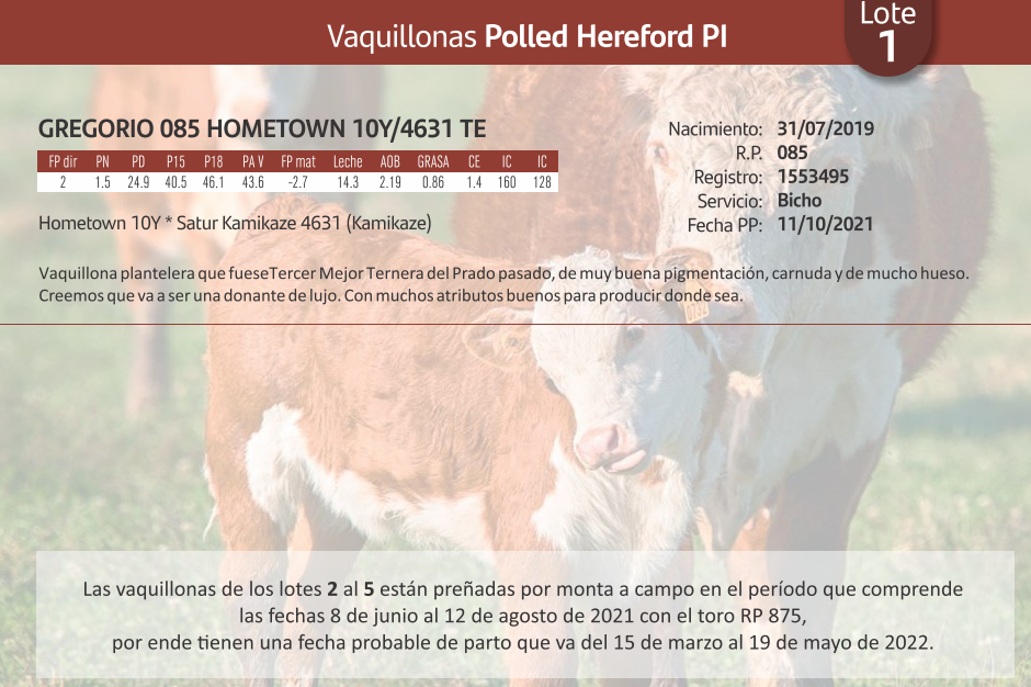 Lote Vaquillonas Polled Hereford PI