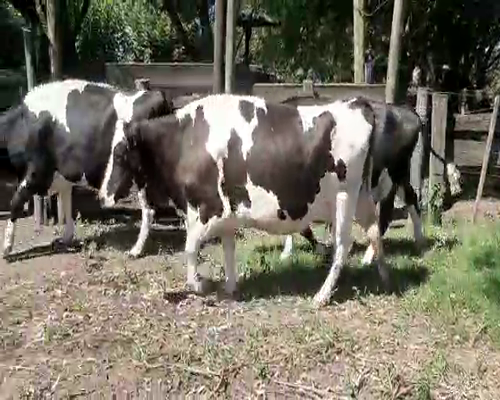 Lote 4 Vacas de Invernada HOLANDO a remate en Pantalla Camy - Febrero 2022 650kg - , San José
