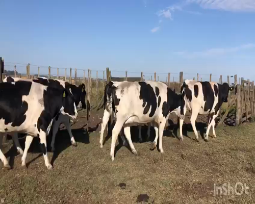 Lote Vaquillonas preñadas romelina 5