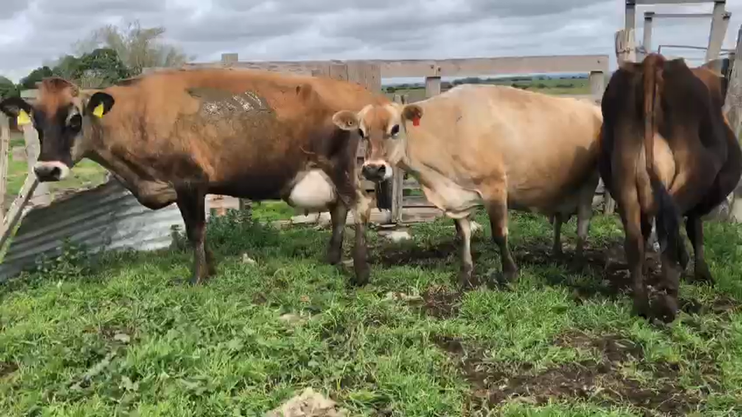 Lote 3 Vacas de Invernada Jersey y descarte a remate en Aniversario 115 Años - Camy 470kg -  en Ruta 3 km 120