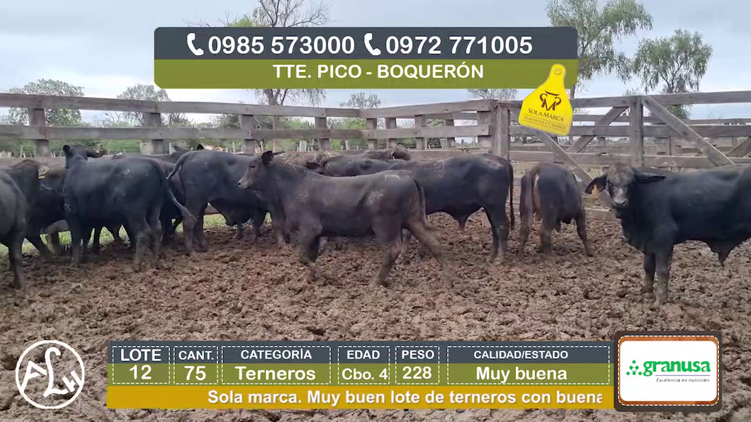 Lote (Vendido)75 Terneros Cbo 4 a remate en Agroganadera LA HUELLA, Boquerón