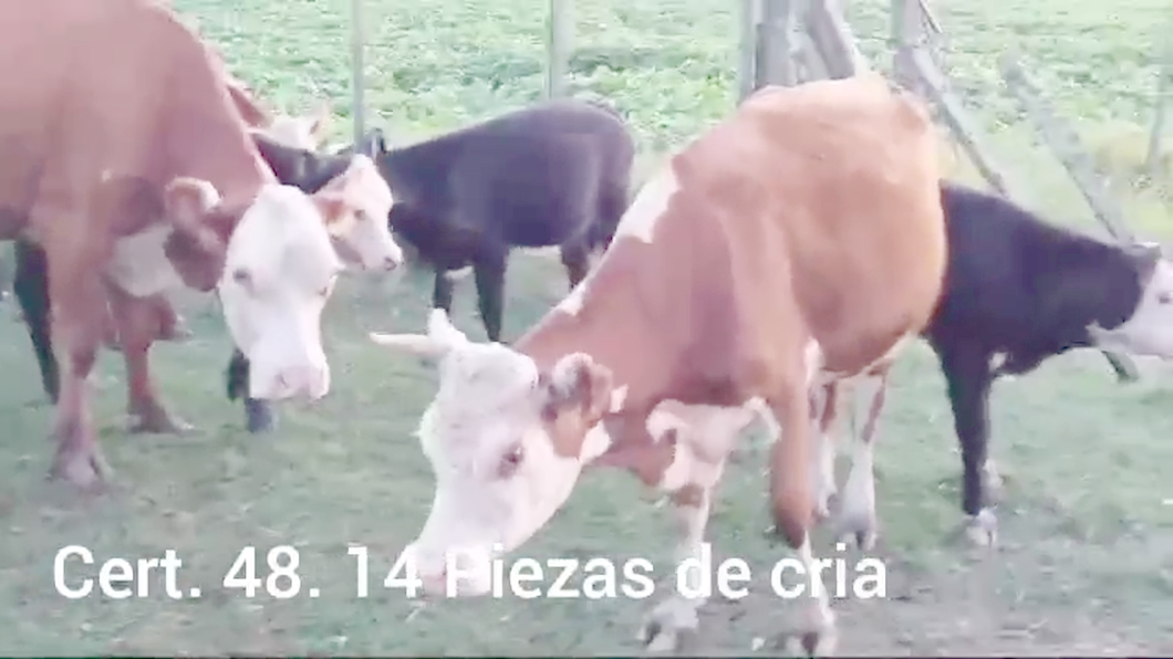 Lote 14 PIEZASDE CRIA