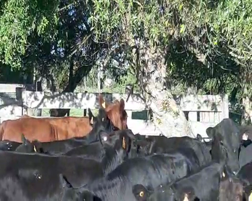 Lote 11 Vacas de Invernada AA a remate en Pantalla Camy - Febrero 2022 600kg - , San José