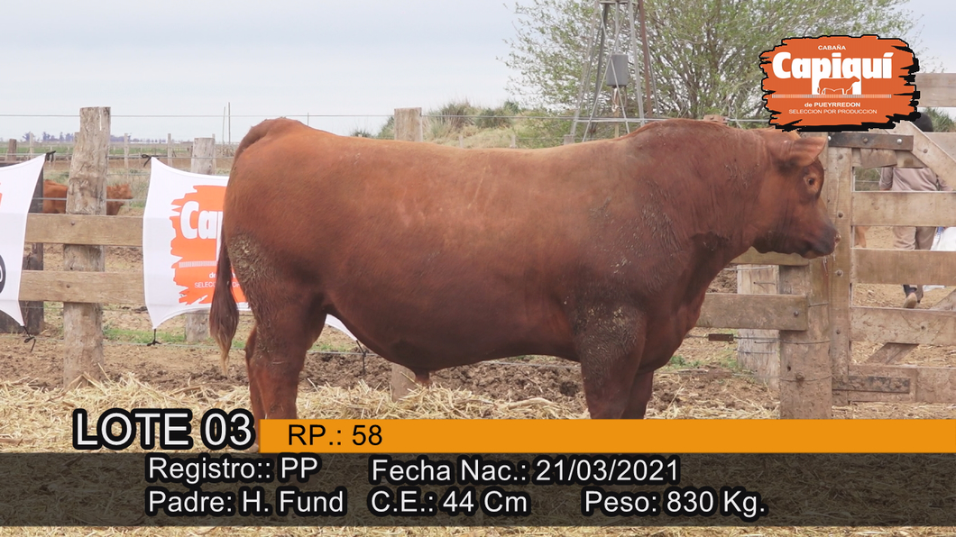 Lote Toro PP