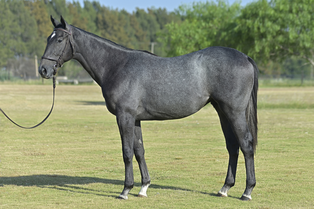Lote SAN CIRO (M) - WINNING PRIZE x ROGNONI