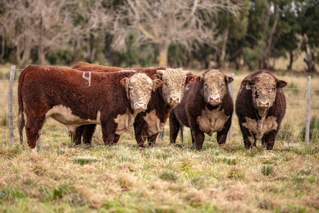 Lote Toro PR