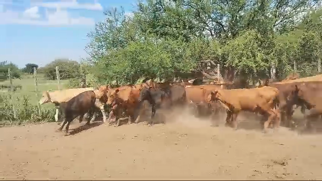 Lote 28 Terneras Braford, brangus y sus cruzas en San Justo, Santa Fe