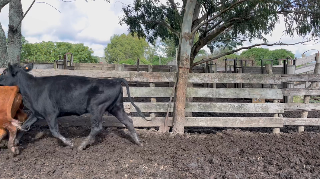 Lote VAQUILLONAS 1 a 2 AÑOS